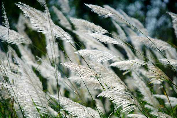 A serene view of white pampas grass swaying gracefully in the wind under bright sunlight, capturing the beauty of nature's elegance and tranquility in an outdoor setting.