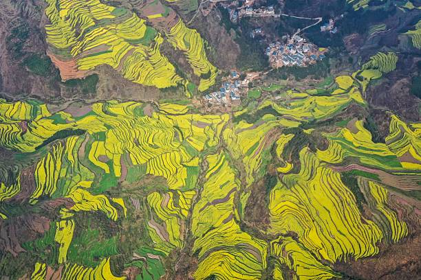 istock Aerial view of yellow terraced fields in Luoping, China. 2207940729