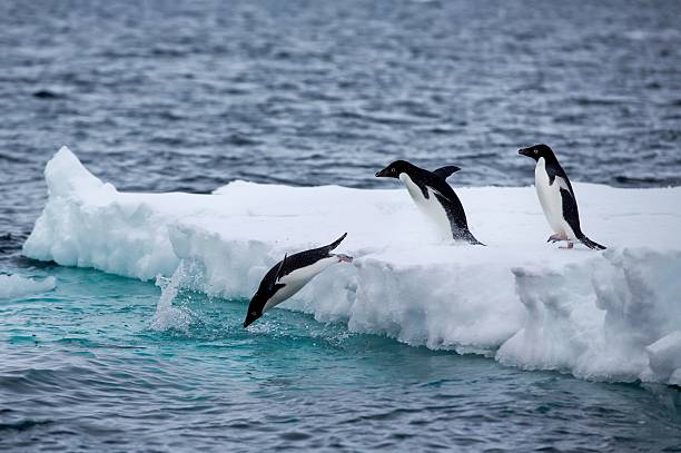 istock Adelie penguins on an iceberg in Antarctica. 2207940791
