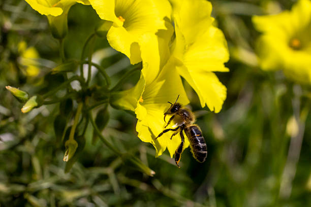 Bee flying near Common Yellow Wood Sorrel flowers collecting pollen