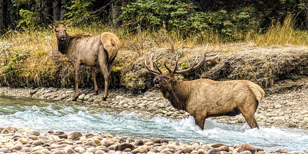 istock Rocky Mountain Elk Wapiti 
Bull during the fall elk rut crossing a river while bugling with cow 
Jasper N.P., Alberta Canada 2207943621