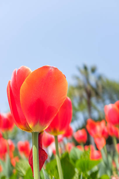 Red tulips against blue sky background