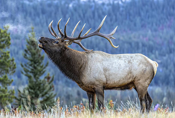 istock Rocky Mountain Elk Wapiti Bull during the fall elk rut buglingJasper N.P., Alberta Canada 2207944077