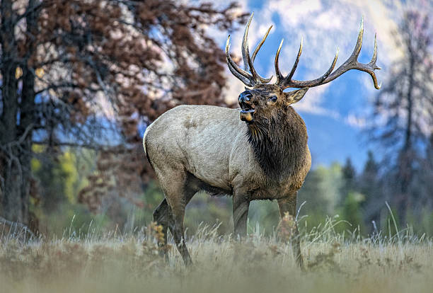 istock Rocky Mountain Elk Wapiti Bull during the fall elk rut buglingJasper N.P., Alberta Canada 2207944081
