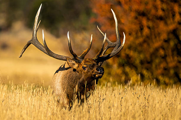 istock Rocky Mountain Elk Wapiti Bull during the fall elk rut 2207945169