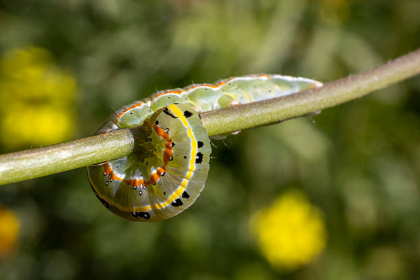 Caterpillar of the Xylena exoleta moth.