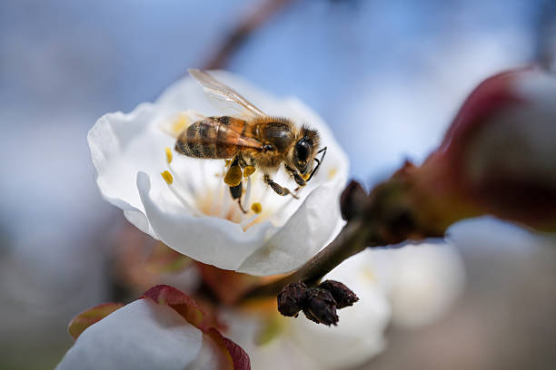 istock Bee collecting nectar from a blossoming apricot flower, macro 2207945851