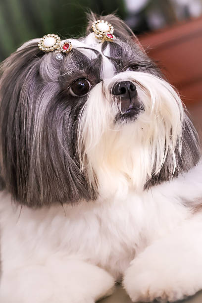 istock Shih Tzu at home posing for a portrait 2207946379