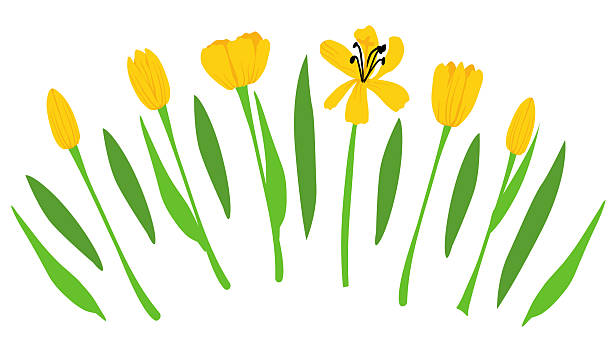 istock yellow tulips vector illustration in various blooming stages with green leaves. Perfect for greeting cards, prints, invitations, and spring designs. 2207946453