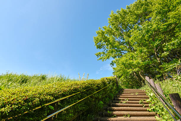 istock Stairs and trees on a sunny day. 2207947699