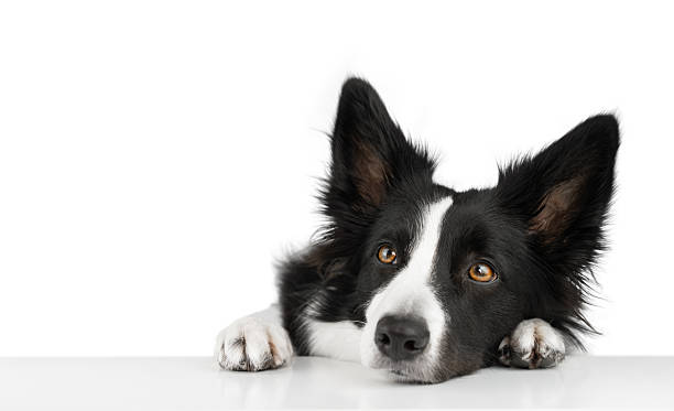 istock Isolated sad black and white border collie put his head on a white table and looks up pitifully. 2207948833
