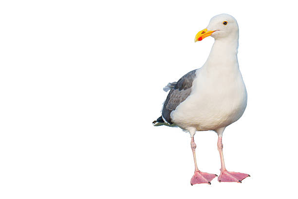 istock Close-Up View of a Single Seagull Isolated on White Background 2207951073