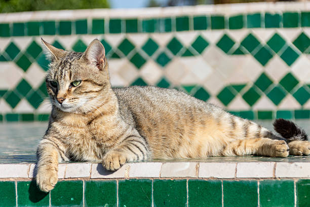 Cat in the Parc Lalla Hasna in Marrakech, Morocco
