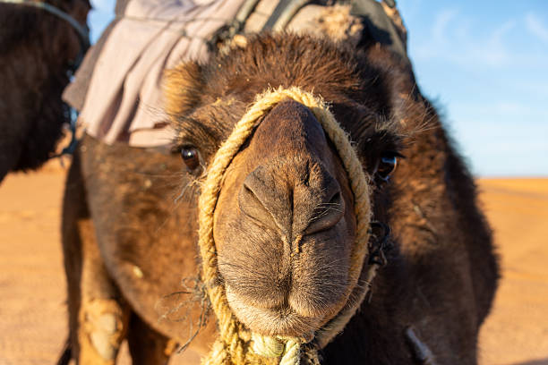 istock Dromedary camel in the Sahara desert 2207951549