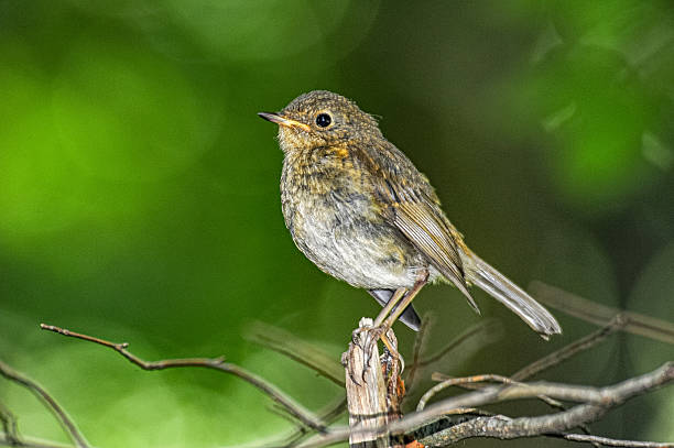 European Robin - Erithacus Rubecula - Young Juvenile