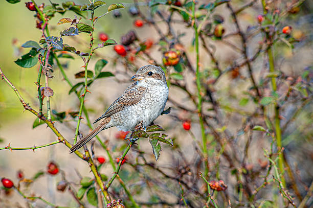 Red-backed Shrike - Lanius collurio