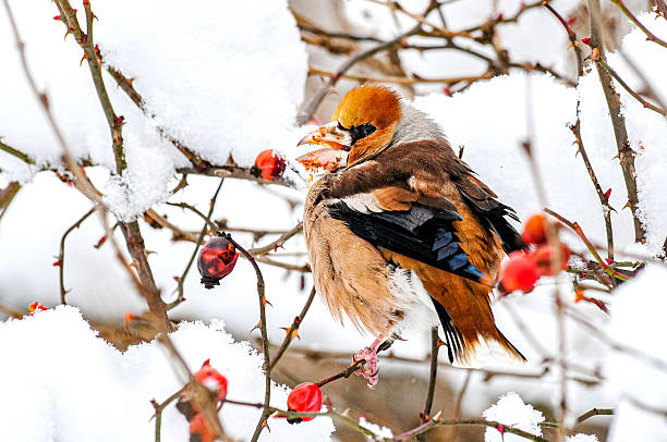 Hawfinch - Coccothraustes coccothraustes