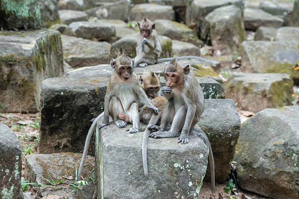 istock Baphuon Temple, Angkor Wat, ancient temples, Khmer civilization, Cambodia 2207952656