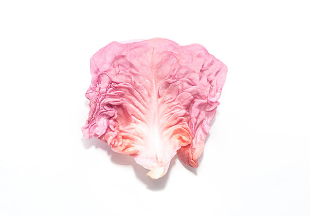 istock Fresh radicchio  curly pink cabbage leaf on white background. Unusual vegetables. Creative concept. 2207954865