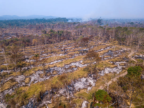istock Fire in the Amazon rainforest and trees cut down in illegal deforestation for agriculture and cattle on a farm. Concept of environment, ecology, global warming, climate change, nature. Brazil. 2207955188