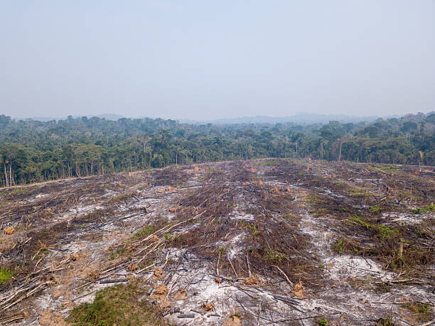 istock Amazon rainforest trees burned and smoky sky in large deforestation on farm to open land for agriculture and livestock. Concept of environment, ecology, global warming, climate change, nature, co2. 2207955205