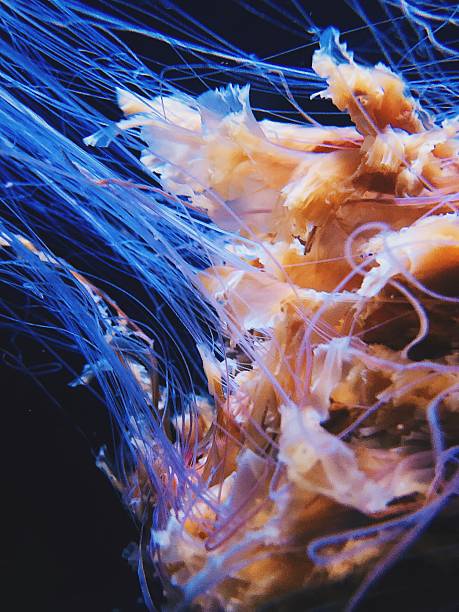 Dreamy jellyfish floating in deep, dark water.