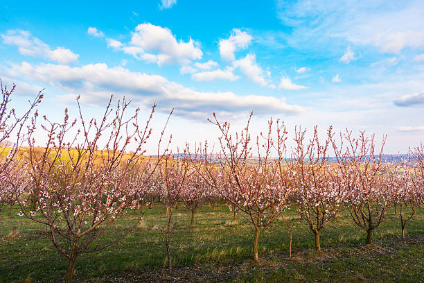 istock Blooming peach garden in spring 2207957759