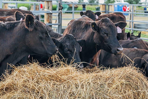 istock Black Angus calves in the open air 2207958171