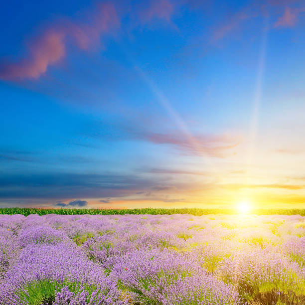 istock Field with blooming lavender and bright sun. 2207958414