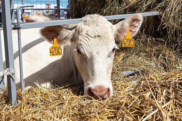 istock White cows in the corral close up. Agricultural Exhibition. 2207958416