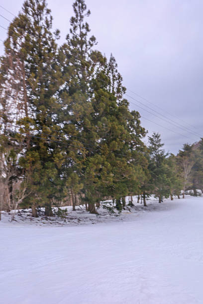 A snowy slope, signaling the arrival of spring.