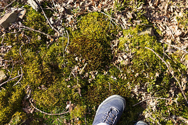 Lush green moss growing on a tree stump within a serene forest environment, illuminated by soft natural light with a blurred background emphasizing peacefulness.