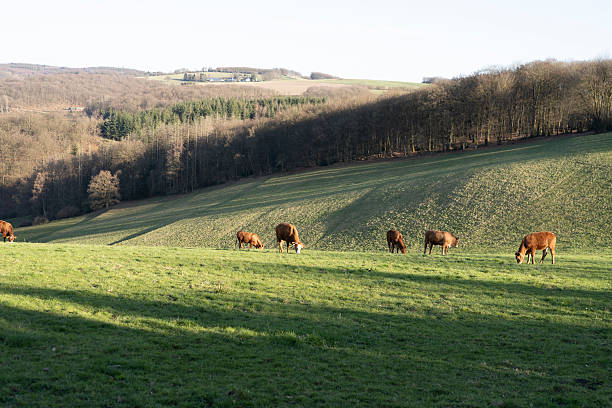 backlit hillside meadow with black and white spotted cows and shadows in german sauerland in spring