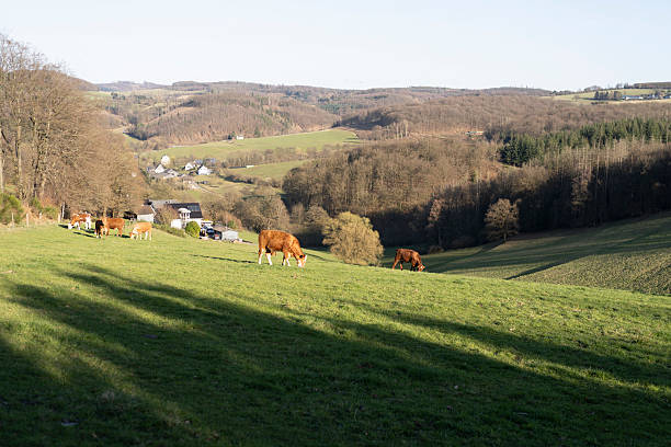 istock Red cows grazing on a green slope in spring. Agricultural concept 2207961555