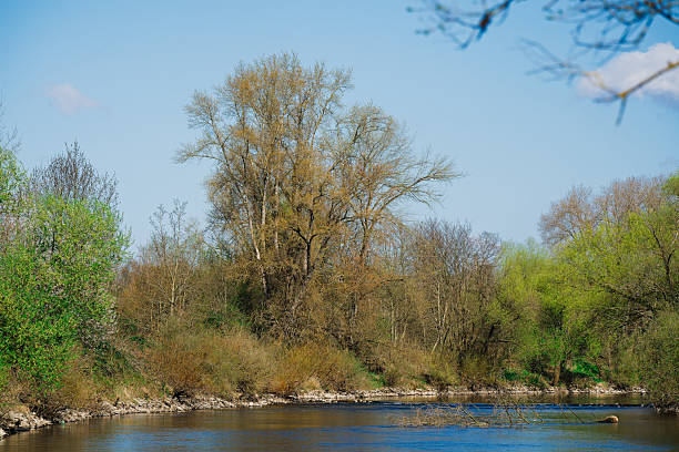 Spring on the riverbank is showing its first green.