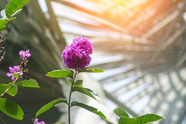 A vibrant purple flower stands tall against a lush green tropical background, illuminated by soft sunlight, showcasing the beauty of nature in summer.