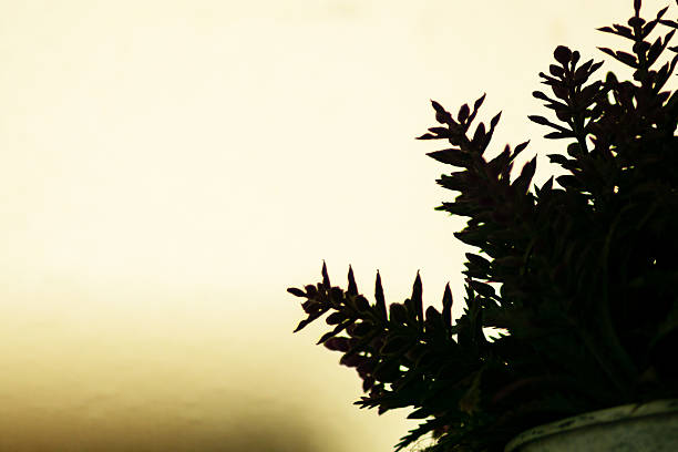 A serene silhouette of a plant creating a calming atmosphere with its gentle leaves against a soft background light, perfect for modern decor.
