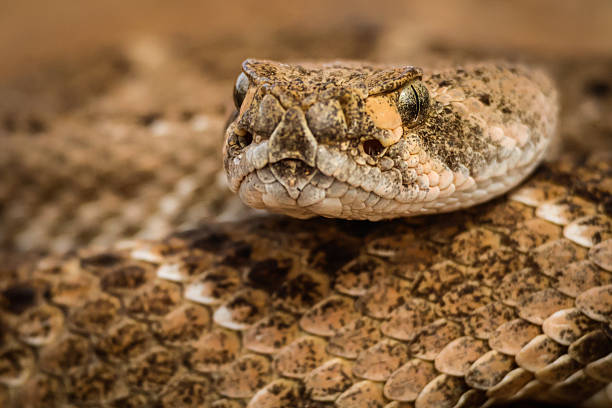 istock Western Diamondback Rattlesnake 2207965316