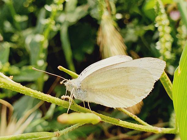 Close up shot of a white butterfly in spring on a thorny plant