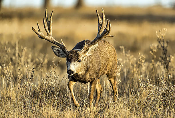istock Mule Deer buck on the move during the rut. 2207967789