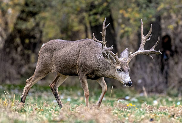 istock Mule Deer buck on the move during the rut. 2207967823