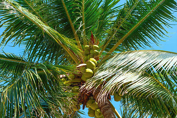 Coconut palm tree with green coconuts and swaying leaves in the wind, beach breeze on a sunny hot day