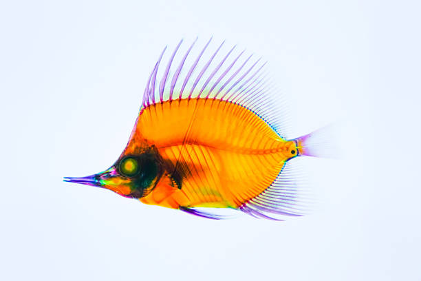 Sea tropical fish isolated on white background with backlight and internal structure of organism texture of tissue in section