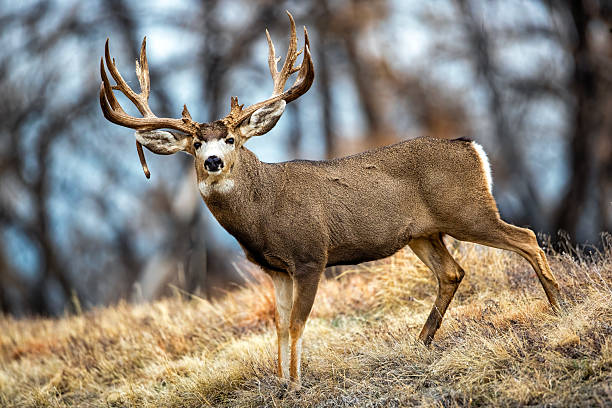 istock Mule Deer buck on the move during the rut. Huge drop tine buck 2207968078