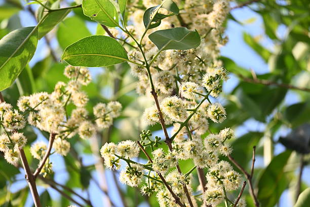 istock Syzygium cumini flowers on the tree. 2207968079