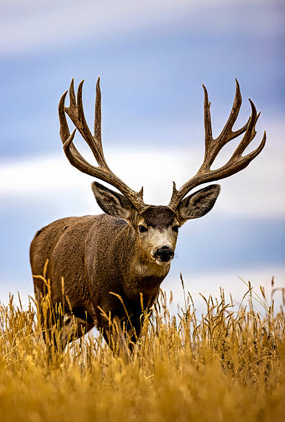 istock Mule Deer buck on the move during the rut. 2207968117