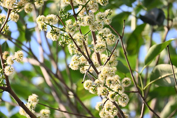 istock Syzygium cumini flowers on the tree. 2207968118