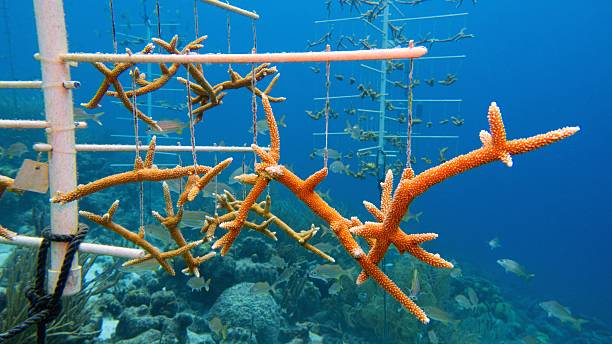 istock Coral nurseries -  environmental protection concept. Coral colony  fixed on sea bootom structure. Bonaire Caribbean Netherlands. 2207968157