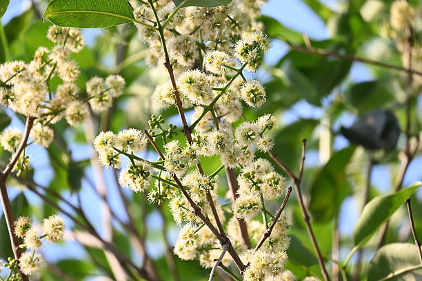 istock Syzygium cumini flowers on the tree. 2207968173