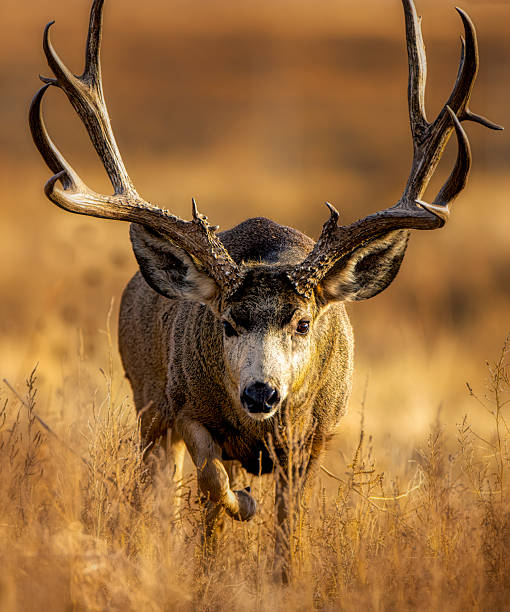 istock Mule Deer buck on the move during the rut. 2207968242